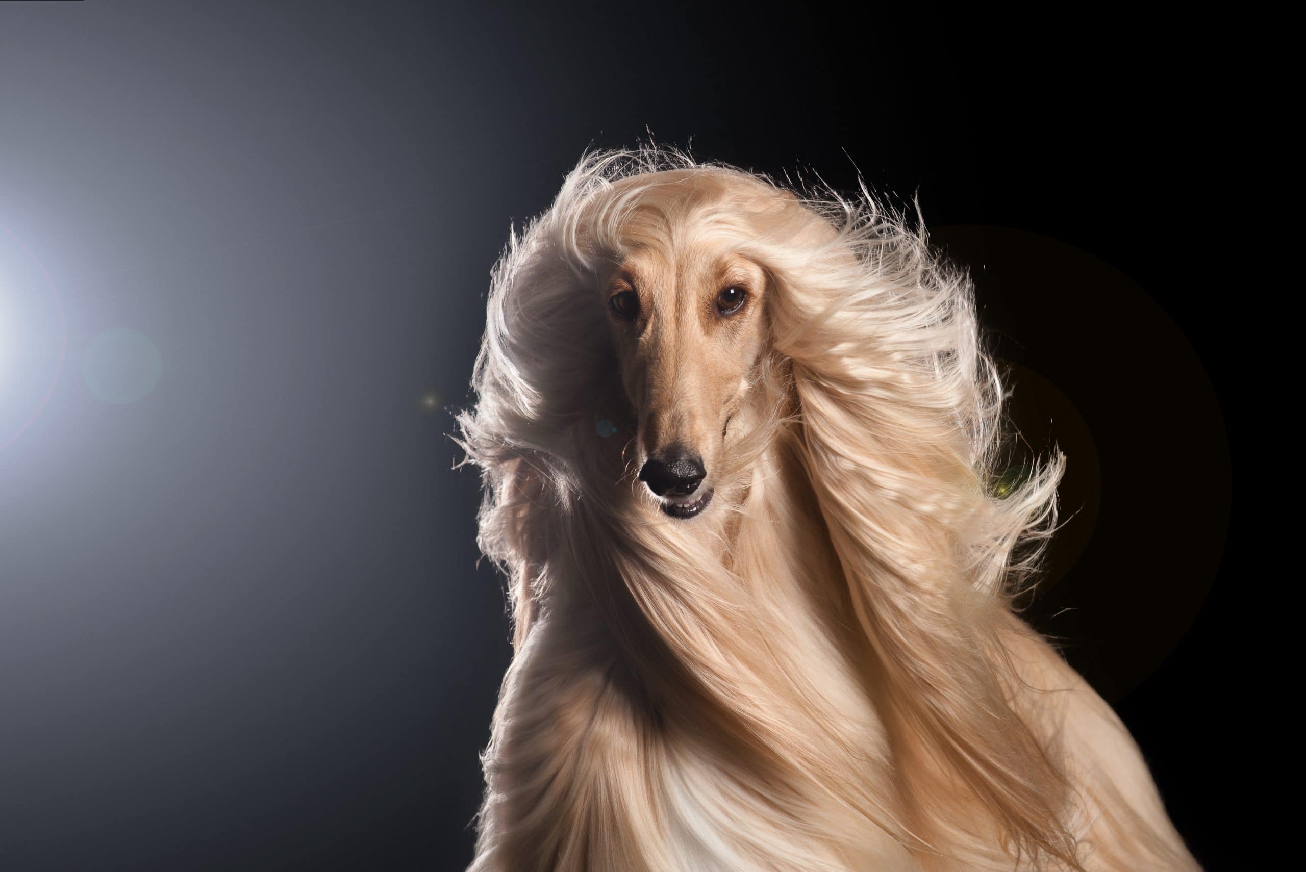 Chó Afghan có bộ lông dài đặc biệt