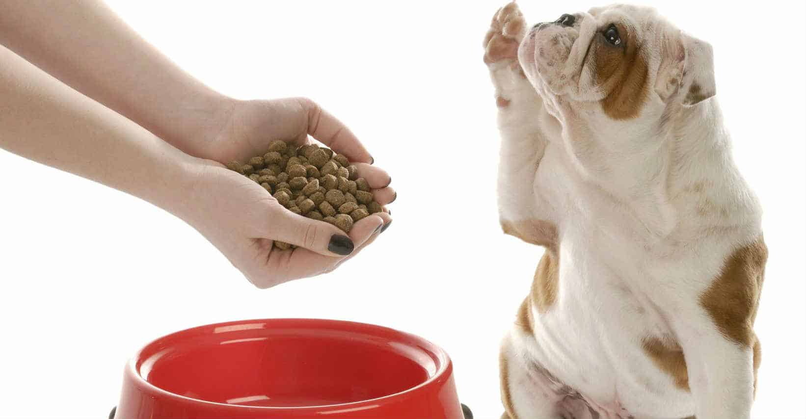 Chó chán ăn là dấu hiệu của bệnh cầu trùng 