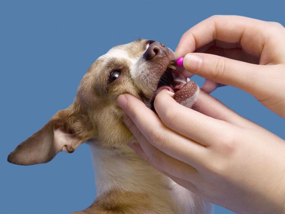 Cho chó uống thuốc phù hợp để chữa bệnh viêm gan