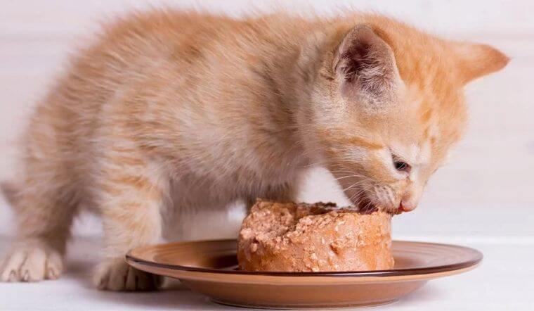 Có thể cho mèo ăn thức ăn mềm hoặc nhuyễn để tránh bị hóc dị vật 