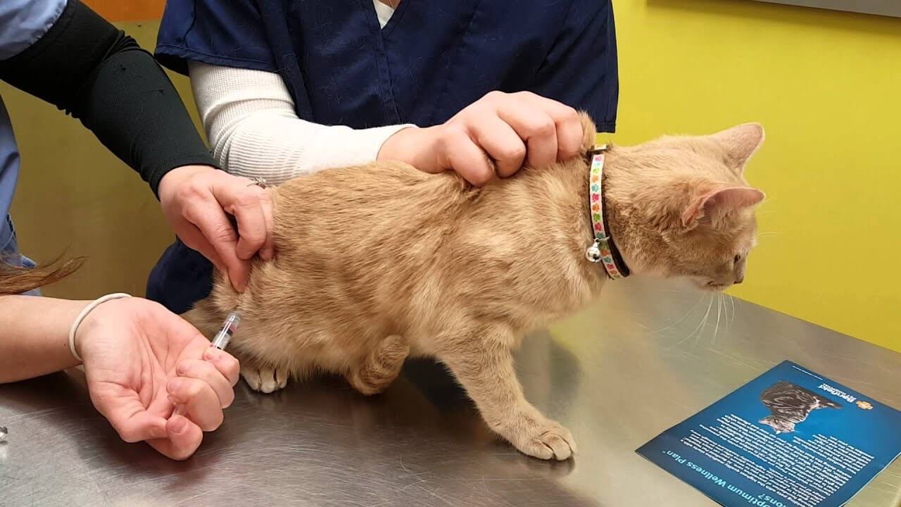 Đưa mèo đến ngay cơ sở thú y gần nhất để được chữa trị