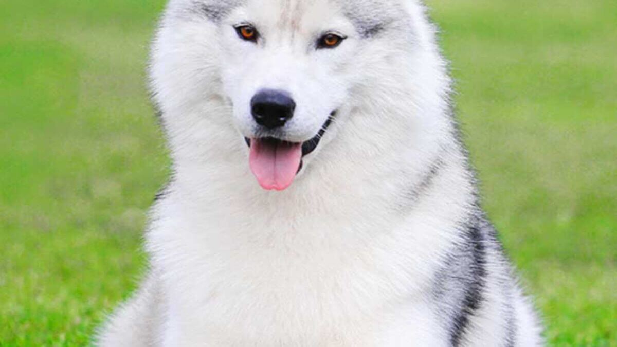 Giống chó Husky Siberian