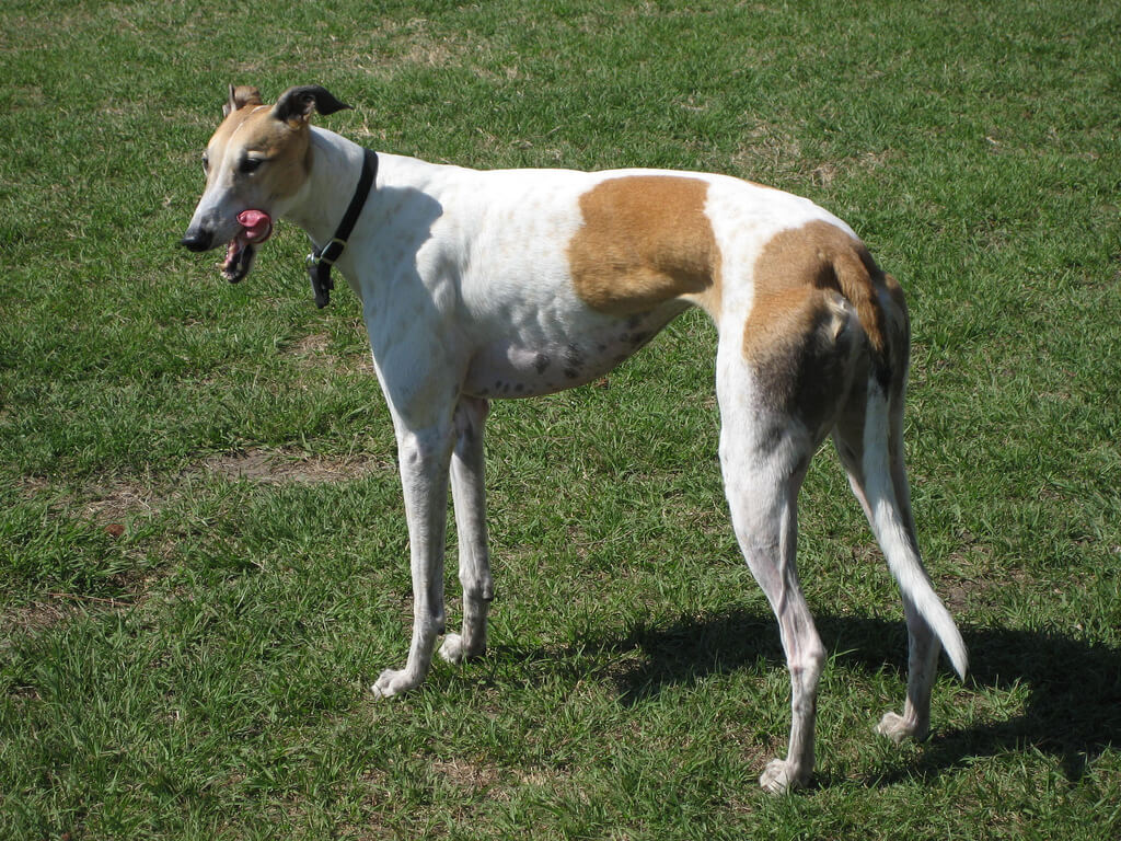 Greyhound là giống chó sở hữu đôi chân dài