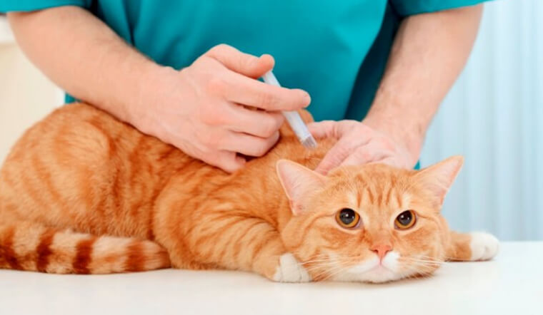 Hãy cho mèo được tiêm vắc xin đầy đủ để phòng bệnh