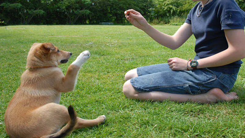 Huấn luyện chó là cách giúp chó bình tĩnh lại