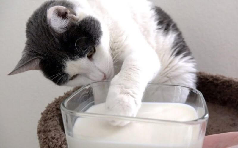Cho mèo uống sữa là điều cấm kỵ khi nuôi nó