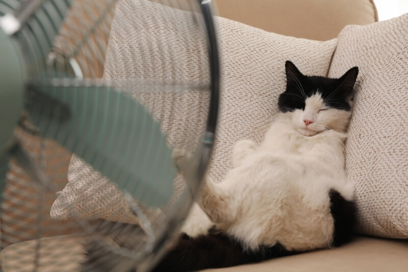 Mang tới một không gian mát mẻ cho mèo để không bị sốc nhiệt