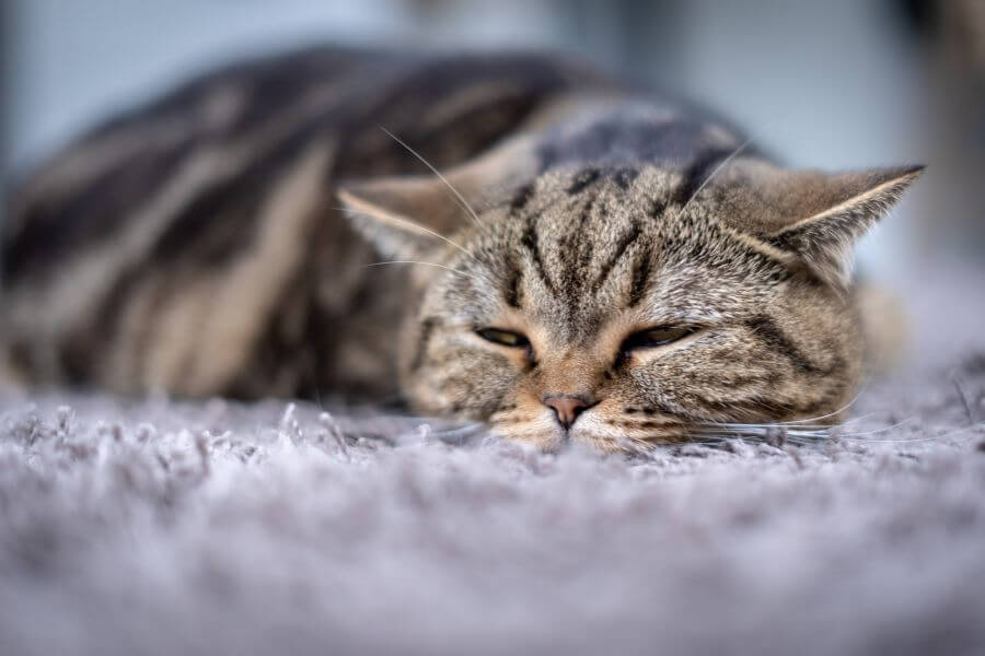 Mèo lười hơn mọi ngày là dấu hiệu khi mèo bị sốc nhiệt