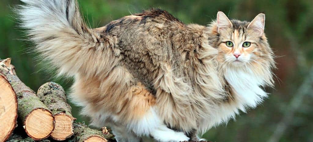 Mèo rừng Na Uy to lớn