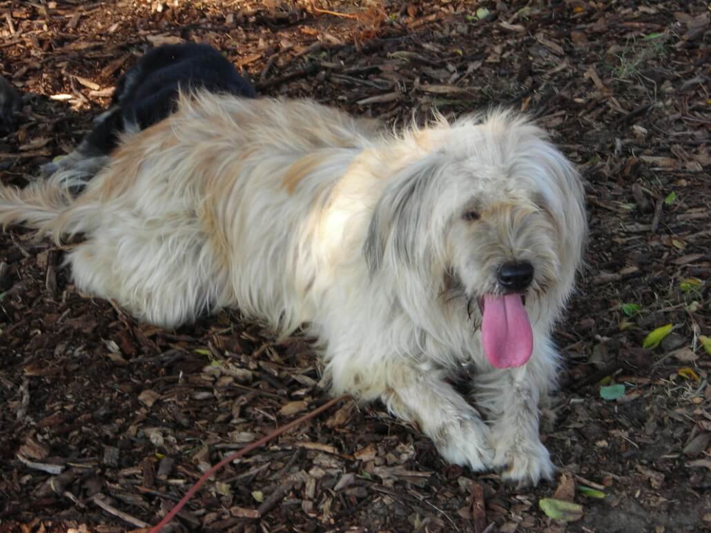 Sapsali là giống chó phù hợp nuôi ở khu vực nhà có sân vườn
