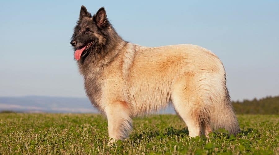 Tervuren là giống chó có ngoại hình lớn