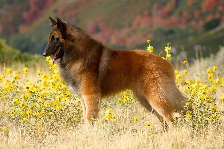 Tevuren là giống chó có nguồn gốc từ Bỉ