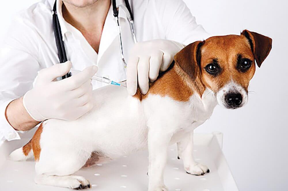 Tiêm phòng đầy đủ giúp chó không mắc bệnh về gan