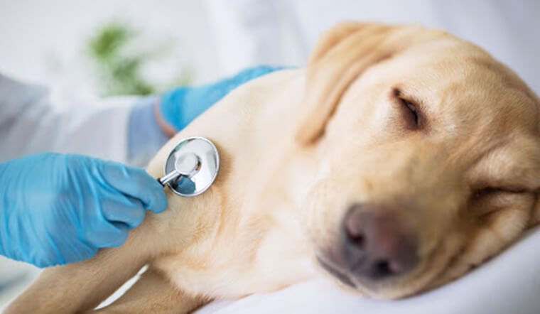 Đưa chó đến gặp bác sĩ nếu trình trạng tiêu chảy nghiêm trọng 
