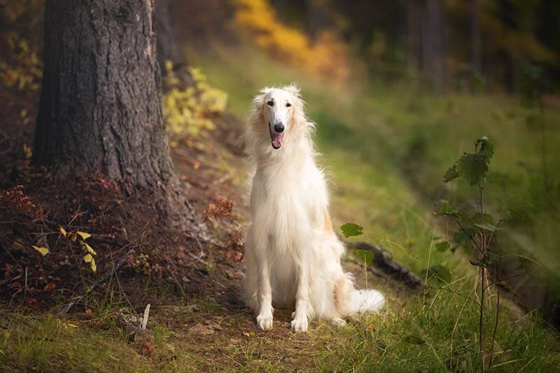 Giống chó Borzoi