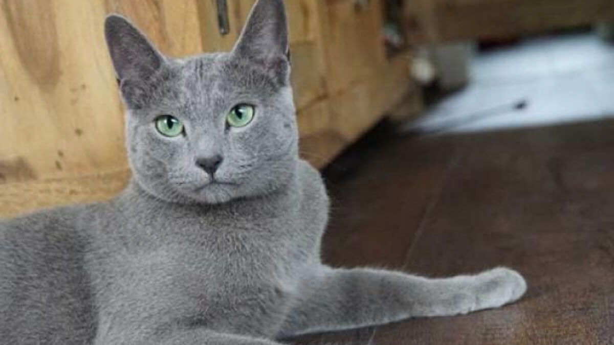Giống mèo Nga mắt xanh