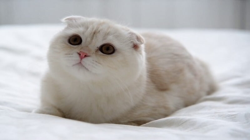 Giống mèo Scottish Fold 