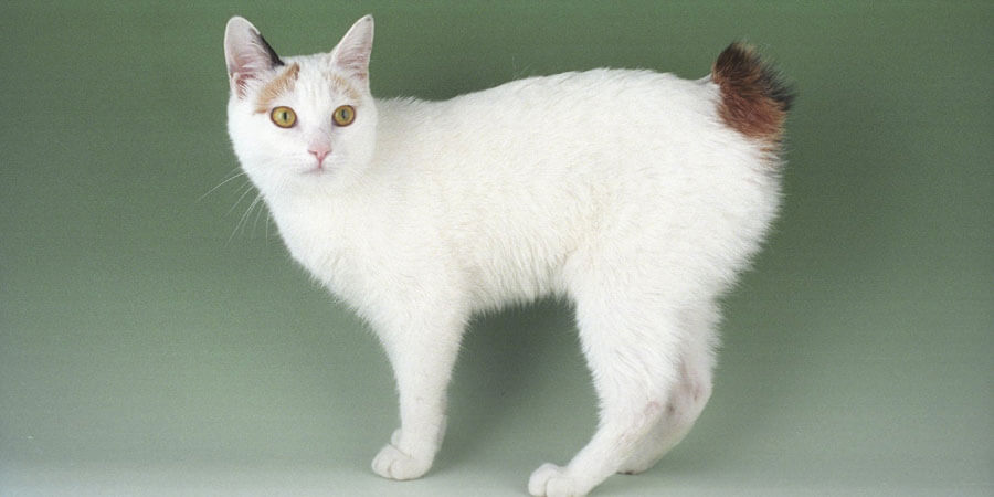 Giống mèo đuôi cộc lông ngắn ở Nhật 