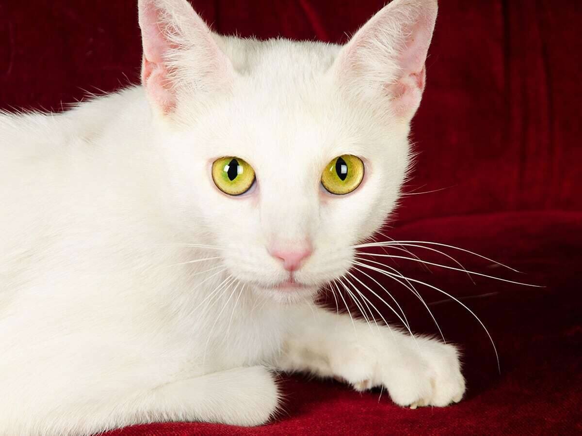 Giống mèo Nga có bộ lông trắng mượt mà