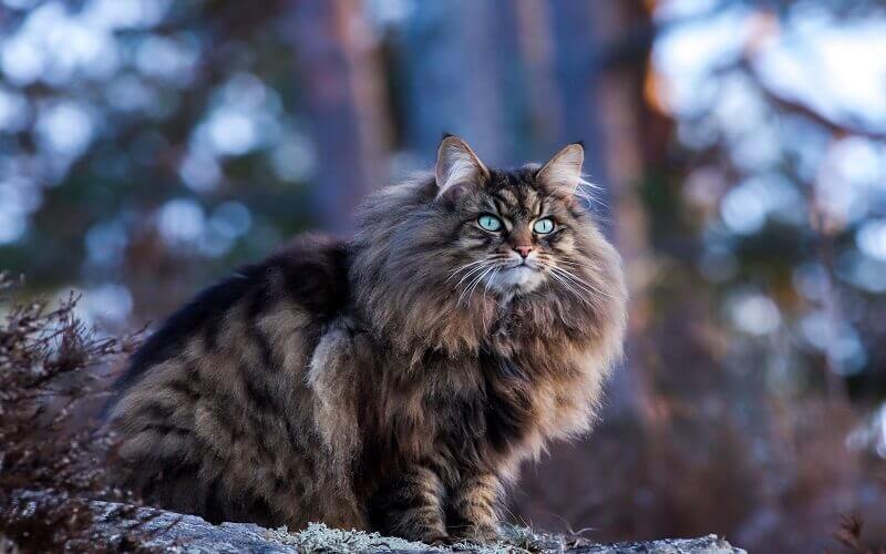 Giống mèo Siberian 