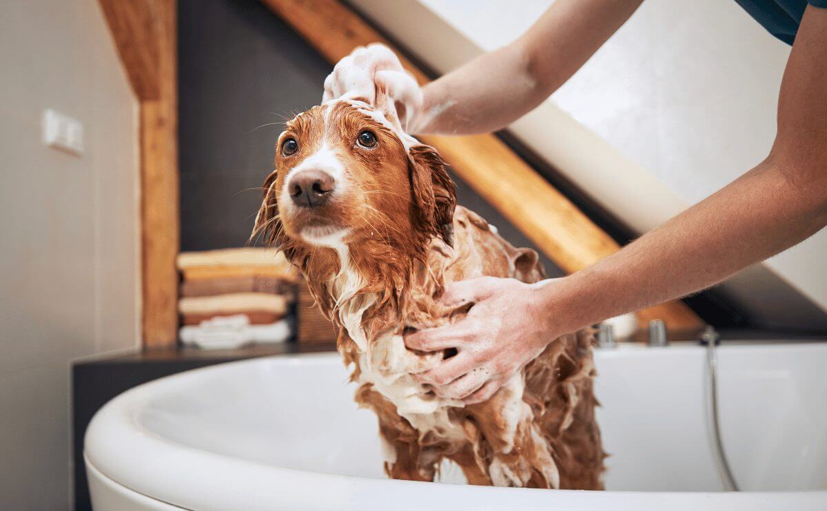 Tắm rửa thường xuyên cho chó để không mắc bệnh lê dạng trùng 